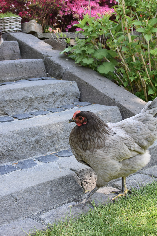 Hühner des Nachbarn zu Besuch im Garten