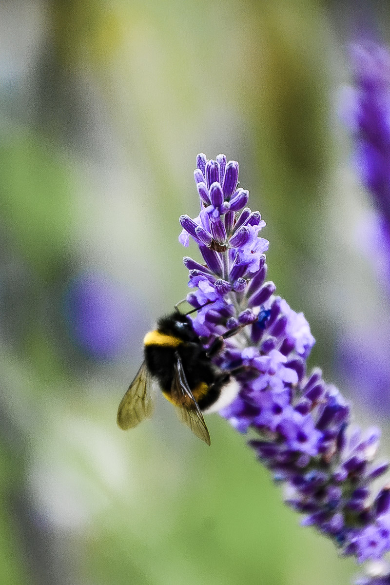 Bienen lieben Lavendel 